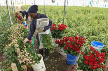 Kenya’s Flower Exports Wilt Under Global Supply Shock
