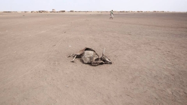 Drought and floods: Is livestock insurance the way out for herders in Somalia?