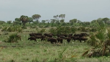 Herd of buffalo found dead near Zimbabwe's largest park