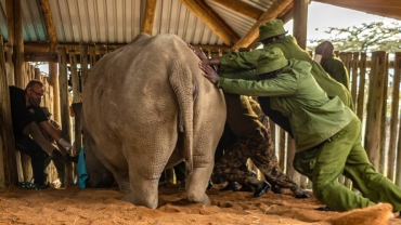 The battle to save world's only northern white rhinos in Kenya