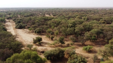 Great Green Wall: Africa's defence against desert is failing - UN