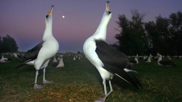 South Africa plans to 'bomb' mice eating albatrosses alive