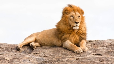 Lion paradise: Why Tanzania tops the continent in conservation