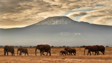 Tanzania to decide on hunter killings of super tusker elephants