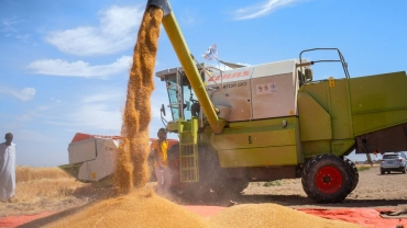 Sudan records 70% wheat production increase despite war
