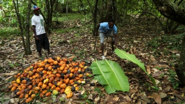 Plant disease, drought: Cocoa prices nearly double