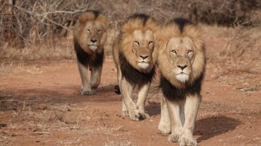 Zimbabwe boy survives five days among lions in park