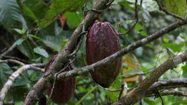 Ghana official reveals delayed cocoa delivery in 2023/24