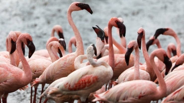 Flooding lakes threaten Africa's flamingos - study