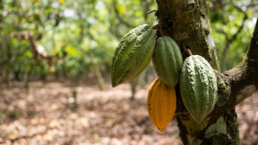 Dry weather threatens Côte d'Ivoire cocoa crop