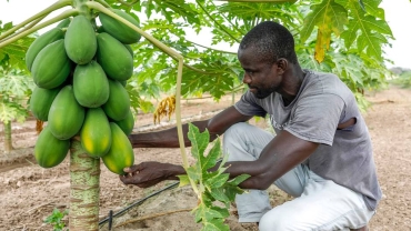 How Senegalese farmers boost sales through social media