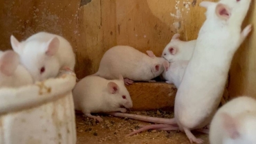 'Why I gave up rearing poultry for mice breeding'