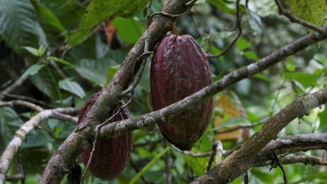 Côte d'Ivoire cocoa farmers unfazed by lack of rain