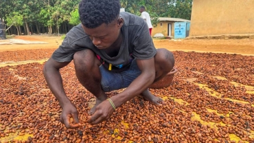 Côte d'Ivoire, Ghana unable to fulfil cocoa beans delivery orders