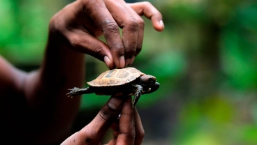 Pancake tortoise: Kenya's race to save rare fast species