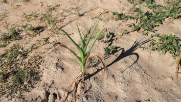Zambia seeks nearly $1b aid amid 'worst drought'