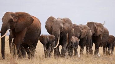 Why Kenya's rare elephant twins matter