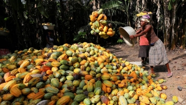 West Africa's adverse weather pushes cocoa to record price