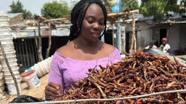 Grasshoppers stimulating appetite in Nigeria