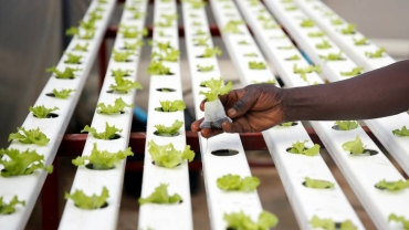 Hydroponics: How ancient Egypt's secret sustains soilless farming at home