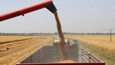Algeria could buy 3m tonnes of Russian wheat this season