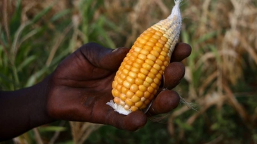 Ghana bans grain exports amid drought threat