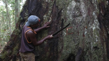 Gabon allows regulated logging of rare kevazingo tree