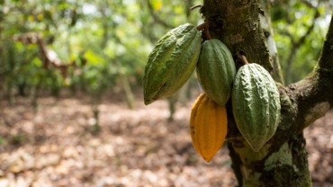 Large-scale deforestation in Côte d'Ivoire, Liberia traced to cocoa farming