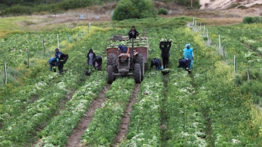Heat stroke: South Africa warns farmers