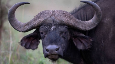 Kenya floods: Torrential rain leave buffaloes electrocuted
