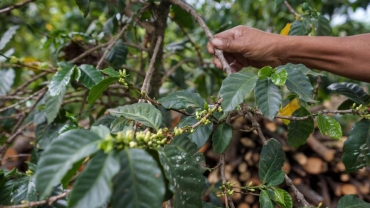 Ministry to 'take over' Uganda coffee regulator functions