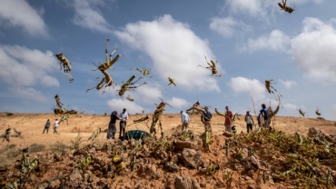 Somalia joins international commission to tackle locusts