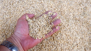 Morocco develops drought-resistant grain species