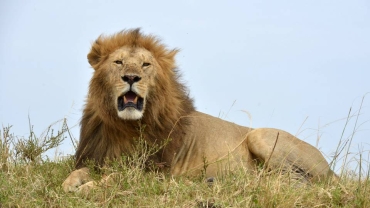 Human-wildlife conflicts highlight conservation challenges